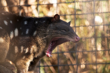 Spotted-tailed Quolls are marsupials which have rich red to dark brown fur and covered with white spots on the back which continue down the tail.