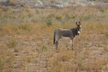 Obraz premium Wild burro in the desert