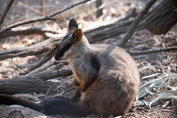 The southern Brush-tailed Rock-wallaby has a characteristic, long, dark tail that is bushier towards the tip. Brush-tailed rock-wallabies have a white cheek-stripe 