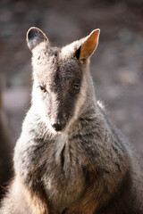 The southern Brush-tailed Rock-wallaby has a characteristic, long, dark tail that is bushier towards the tip. Brush-tailed rock-wallabies have a white cheek-stripe 
