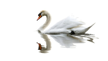 Fototapeta premium Swan on water isolated on a transparent background, PNG, Ai