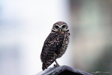 Very cute owl