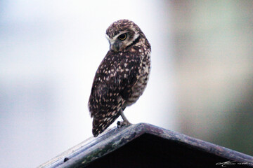 Very cute owl