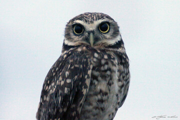 Very cute owl
