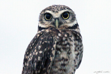 Very cute owl