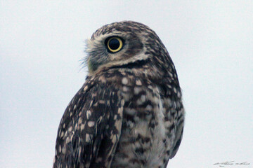 Very cute owl