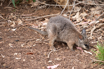 The tammar wallaby has dark greyish upperparts with a paler underside and rufous-coloured sides and limbs. The tammar wallaby has white stripes on its face