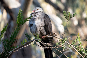 this is a young white headed pigeon, its head has not yet turned white
