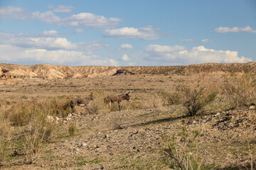 Wild burros in the desert