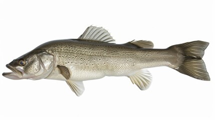 Obraz premium Beautiful largemouth bass fish glides gracefully with its mouth open, displaying its elegance against a white backdrop