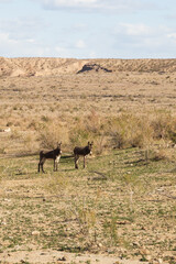 Wild burros in the desert