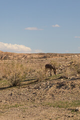 Wild burros in the desert