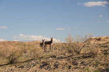 Wild burros on a rocky hillside
