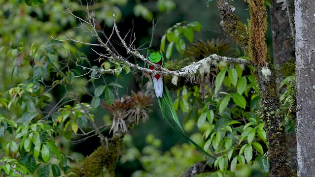 Resplendent quetzal perched in a jungle!