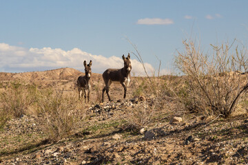 Wild burros on a rocky hillside