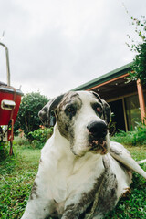 Close up of Great Dane in Tweed, Australia