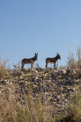 Wild burros on a rocky hillside