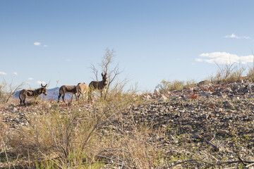 Naklejka premium Wild burros on a rocky hillside
