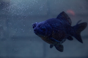 Obraz premium pez azul pecera nadar fish 