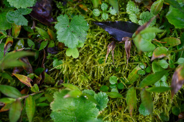 surface of wild plants