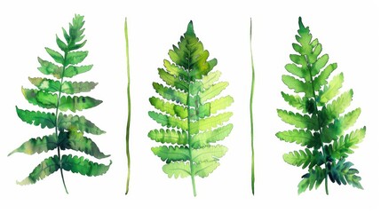 Three artistically rendered green fern leaves on a white background in watercolor style