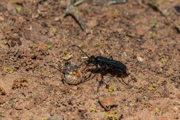 A spider wasp (Java sp), also known as spider-hunting wasp, carrying a paralysed red dot orb weaver (Neoscona triangula) to its burrow