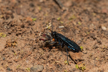 A spider wasp (Java sp), also known as spider-hunting wasp, carrying a paralysed red dot orb weaver (Neoscona triangula) to its burrow