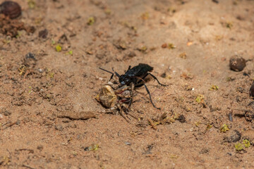 A spider wasp (Java sp), also known as spider-hunting wasp, carrying a paralysed red dot orb weaver (Neoscona triangula) to its burrow