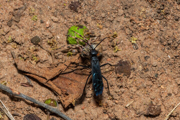A spider wasp (Java sp), also known as spider-hunting wasp, carrying a paralysed red dot orb weaver (Neoscona triangula) to its burrow