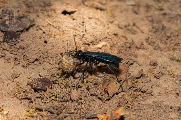 A spider wasp (Java sp), also known as spider-hunting wasp, carrying a paralysed red dot orb weaver (Neoscona triangula) to its burrow