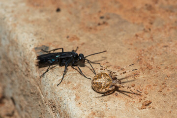 A spider wasp (Java sp), also known as spider-hunting wasp, carrying a paralysed red dot orb weaver (Neoscona triangula) to its burrow