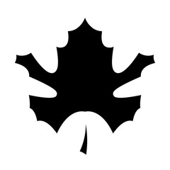 Maple leaf