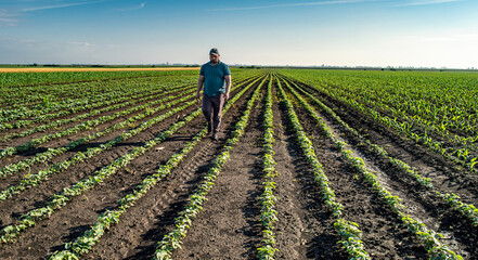 Agronomist examines soybean crop on field in summer.