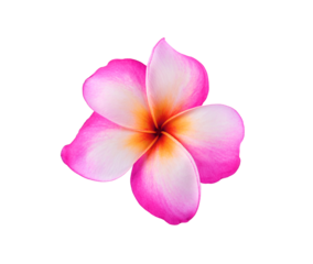pink frangipani flower  isolated on transprent p n g