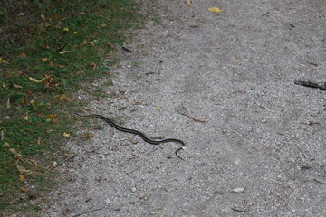 garter snake crossing a gravel hiking trail into the grass