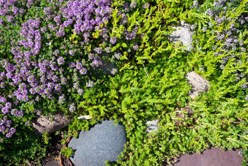 View of the purple flowers of the ground-cover plants in the garden