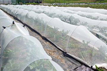 Greenhouse hoops grow tunnel with garden netting  shade cloth row cover for protection against birds and insects