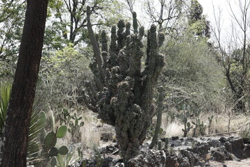 Cactus