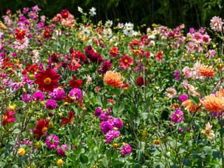 鮮やかな色の花が咲くダリア園