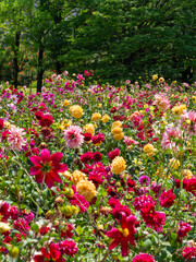 鮮やかな色の花が咲くダリア園