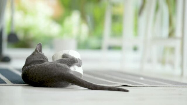 Young playful Russian Blue kitten playing with toilet paper roll by the window, getting the zoomies. Gorgeous blue-gray cat with green eyes. Family pet at home.
