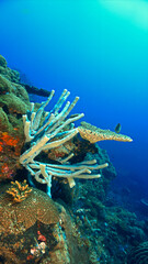 Fototapeta premium Underwater photo of beautiful tube sponges at a coral reef. From a scuba dive in Bali, Indonesia, Asia.