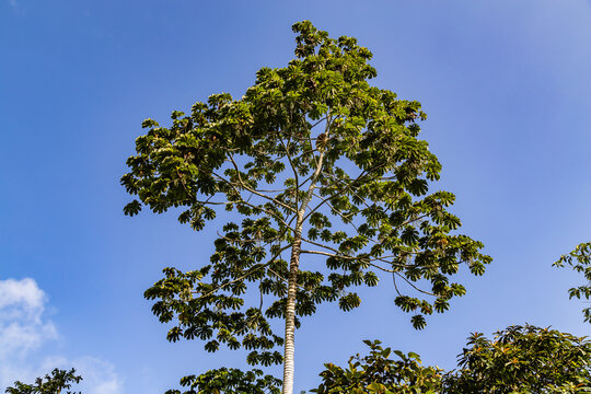 Guarumo Tree of the Andean Choco