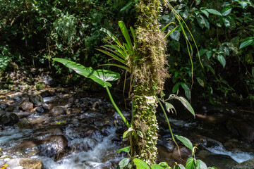Epiphytic plants