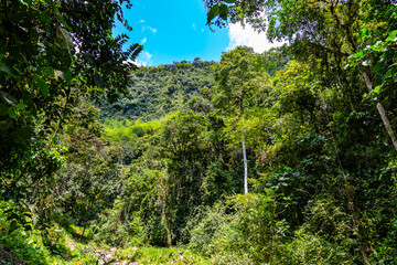 Choc&oacute; Andean jungle