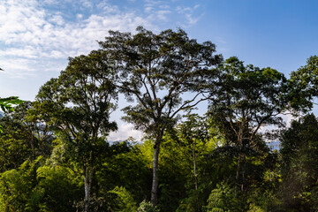 Three large trees  in the Choco jungle