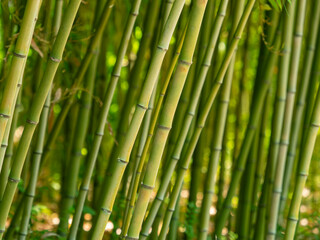 Fototapeta premium 新緑の竹林