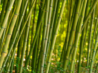 Fototapeta premium 新緑の竹林