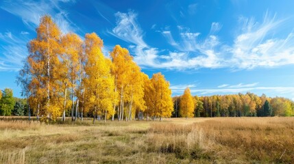 Fototapeta premium Colorful birch trees in a meadow with autumnal scenery under a blue sky