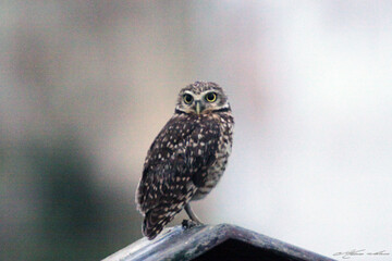 Very cute owl